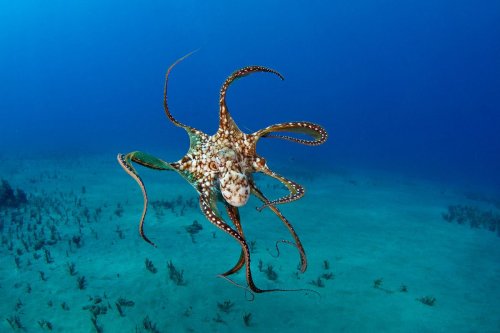 Why the ethics of octopus farming are so troubling