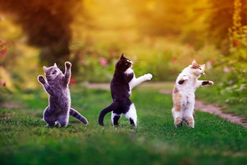 Your cat knows the names of its cat friends, study says