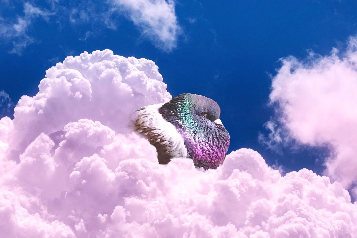 Pigeons seem to dream of flying