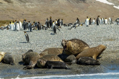 Hundreds of elephant seals dead as bird flu hits Antarctic, raising fears penguins could be next