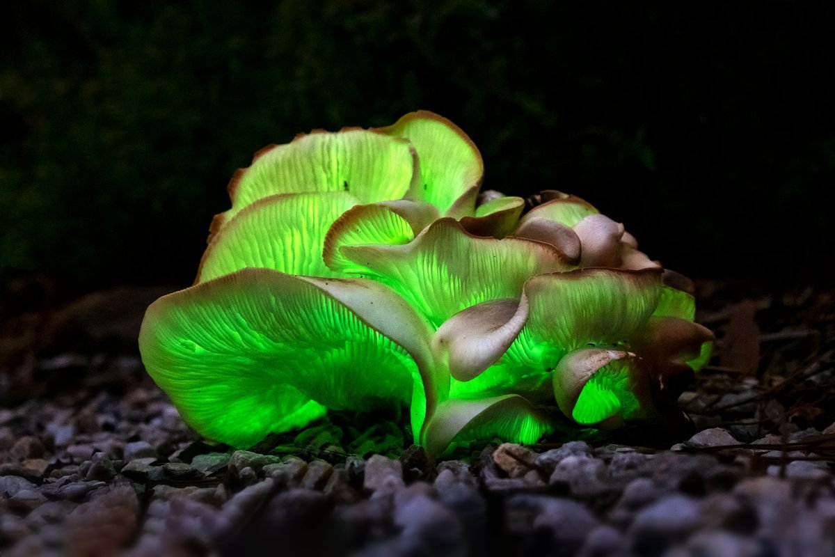 It's not a bad trip: Mushrooms may be "talking" to each other, new study finds