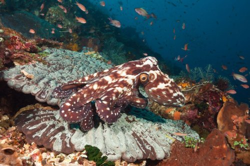 The first observations of octopus brain waves revealed how alien their minds truly are