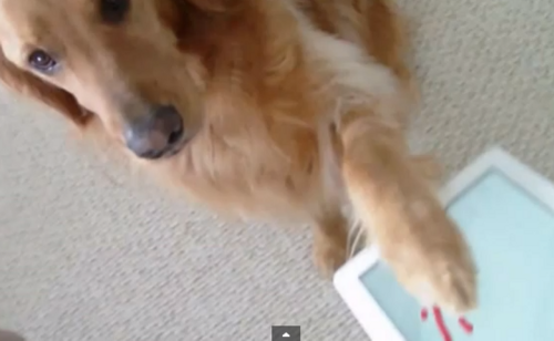 iPad puppy training, really