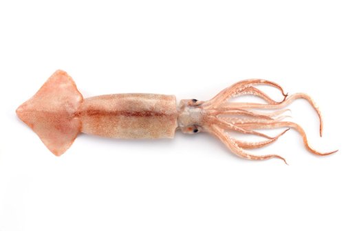 Scientists perform the first gene knockout in a cephalopod