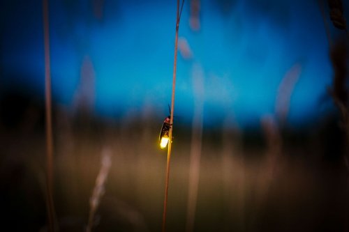 Fireflies are disappearing, but we may not know enough about these insects to save them