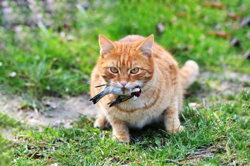 Outdoor cats are an invasive species and a threat to themselves, scientists say