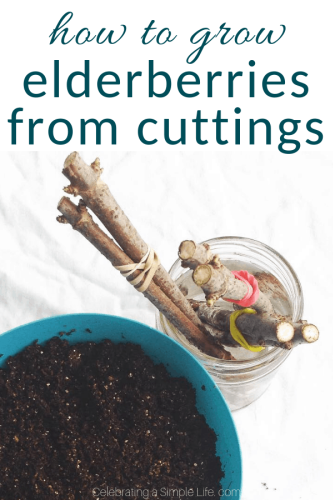 How to Grow Elderberry Bushes From Cuttings