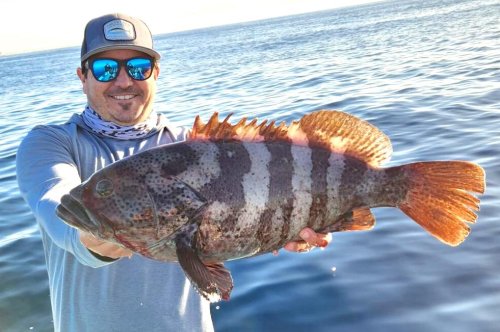 Angler Catches Rare Spotted Cabrilla in California