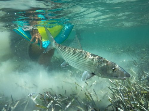 Protect the Blue – Islamorada: The Bones Brigade