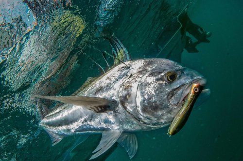 Catching Roosterfish in Baja, Mexico
