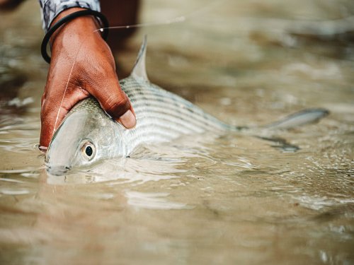 How to Capture Amazing Fish Pictures