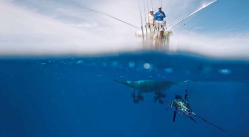 How to Catch Sailfish in Shallow and Deep Water