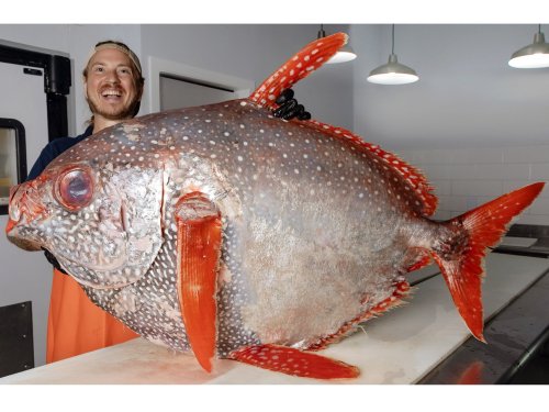 Fillet Opah in Seven Steps
