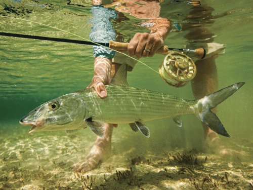Stalking Bonefish in the Bahamas