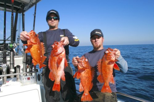 Vermillion Rockfish Limit Cut in Half in California Waters