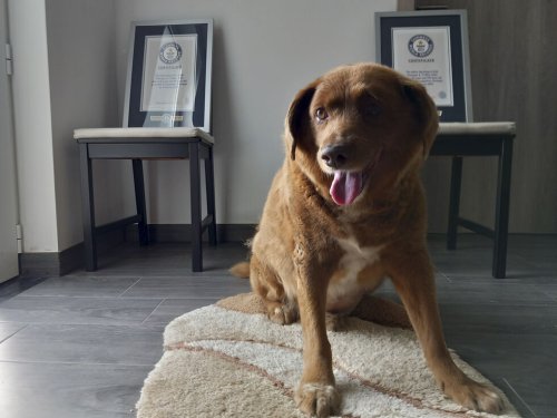 Bobi wird Titel "ältester Hund der Welt" entzogen