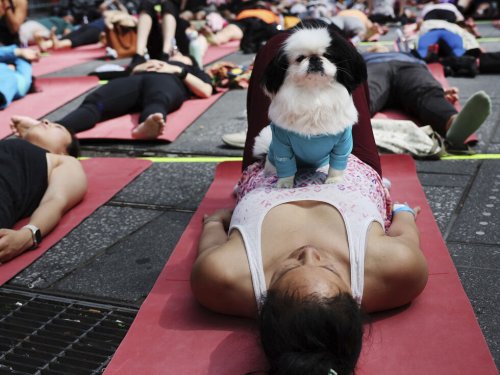 Puppy Yoga – Wellness mit Welpen oder tierische Überforderung?