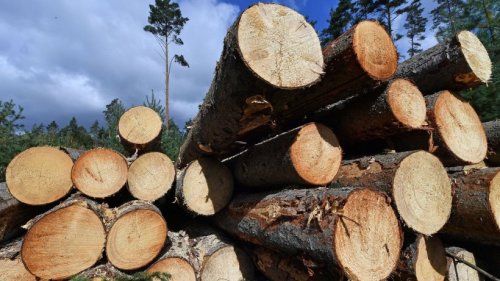 Mehr Kontrollen gegen Holzdiebstahl im Wald
