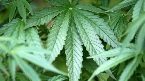 Cannabis: Kommt es nach der Bundestagswahl zur Legalisierung?