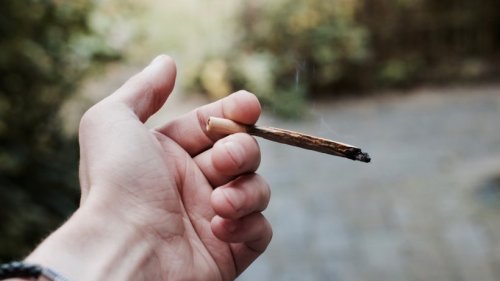 Cannabis Legalisierung: Ampel oder Jamaika – Welche Koalition gibt das Gras frei?