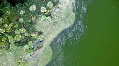 Blaualgen vermiesen Badespaß: Badeverbote in Niedersachsen
