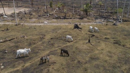 Bericht: Viehzucht verursacht Abholzung in Mittelamerika