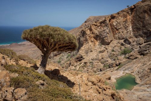 These surreal trees survived for centuries. Scientists worry for their future