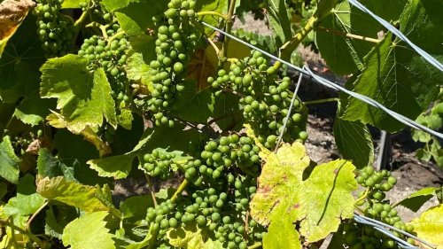 New ‘salmon-safe’ wine certification is now available for WA vineyards. How it works