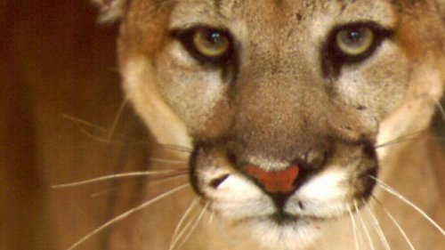 Mountain lion sightings lead to closure of popular SLO hiking trail