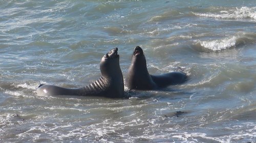 Young elephant seals are arriving at SLO County beaches. How can you tell them apart?