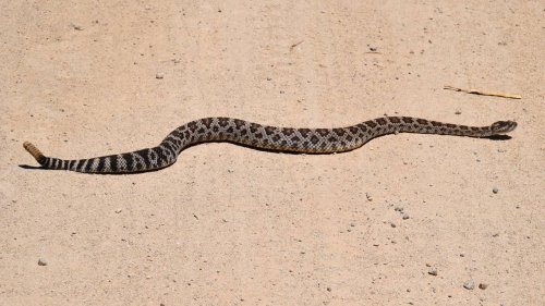What should I do if I’m bitten by a rattlesnake? They’re active in California heat