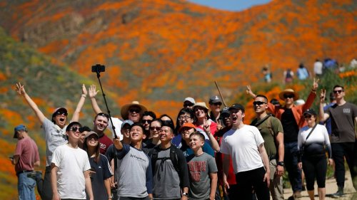 The wildflower super bloom is over — or at least one Southern California city says so