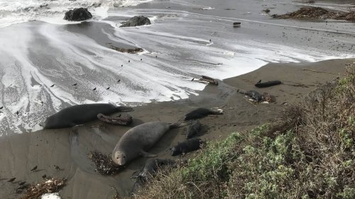 elephant-seal-pups-swept-away-in-storms-what-does-that-mean-for-slo