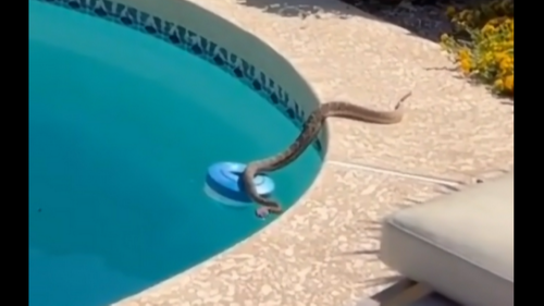 Watch goofy rattlesnake ride pool floater in Arizona, then dive in for relaxing swim