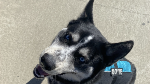 Oscar the husky is ‘perfect mix of active and mellow. He’s ready to find his forever home