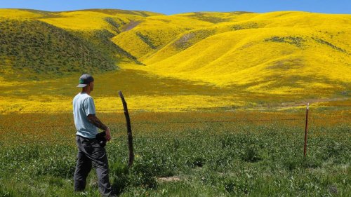 Still haven’t seen the super bloom? There’s still time — here’s where to view wildflowers
