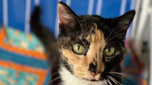 Sprinkles the three-legged kitty loves being a lap cat. Help her find a new home