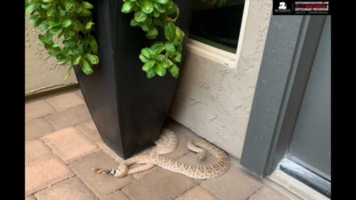 Rattlesnakes on Arizona family’s porch were mating and did not want to be disturbed