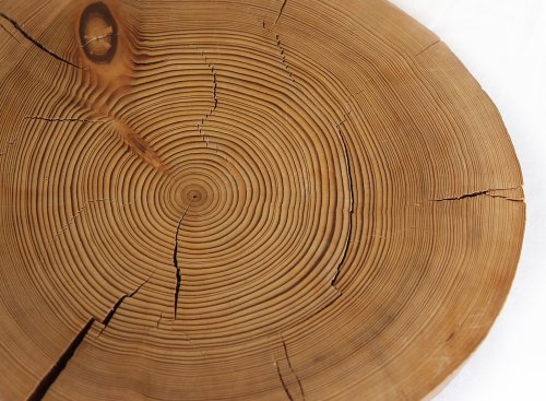 Tree Rings Are Evidence of the Megadrought—and Our Doom