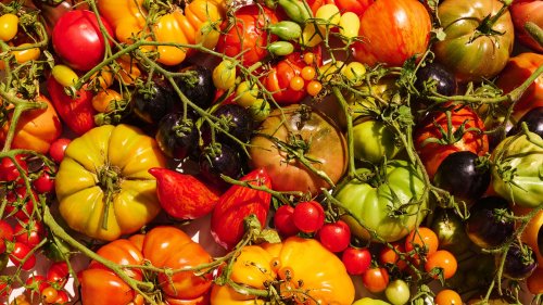 The secret to growing better tomatoes