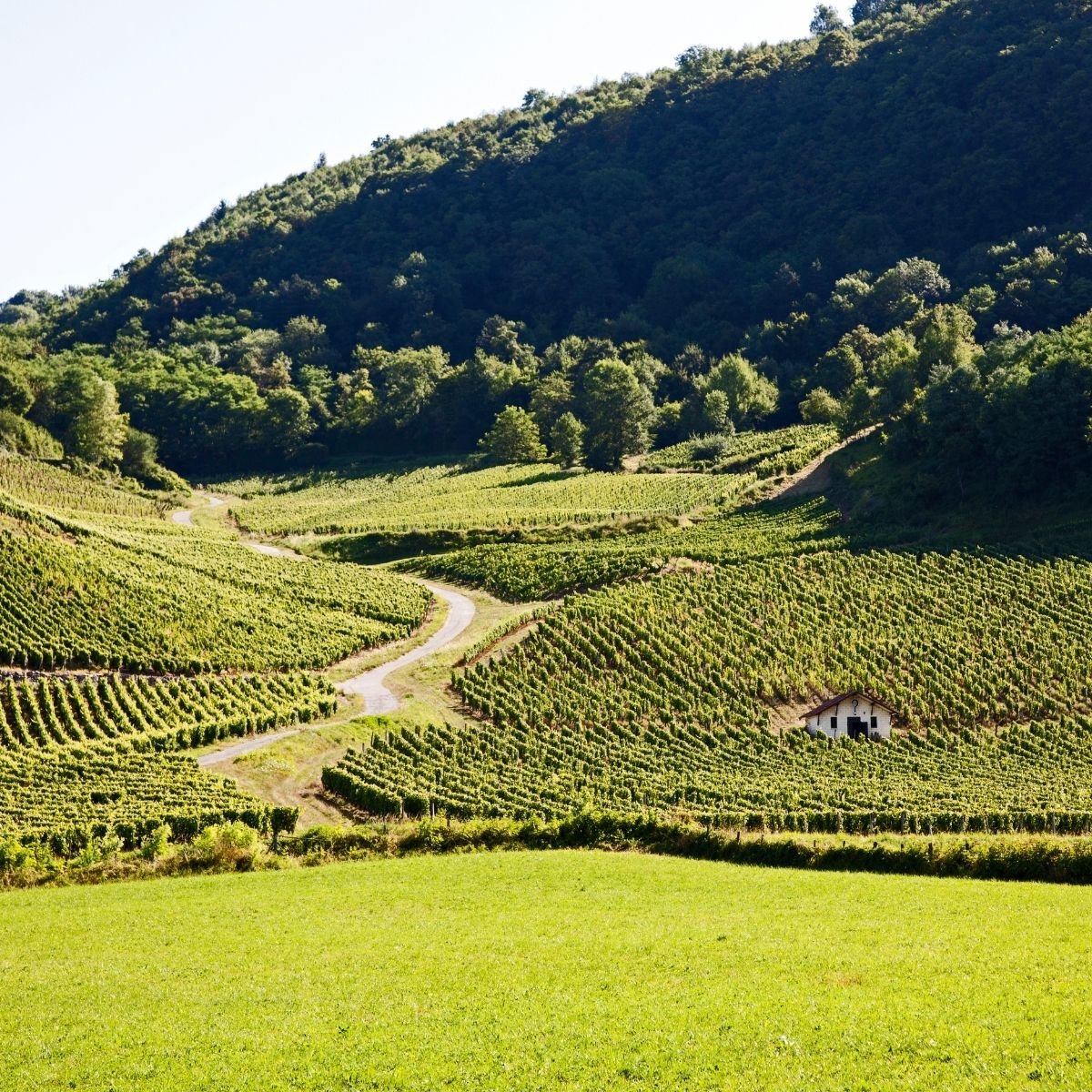 18 Best Wine Regions in Europe for Wine Lovers