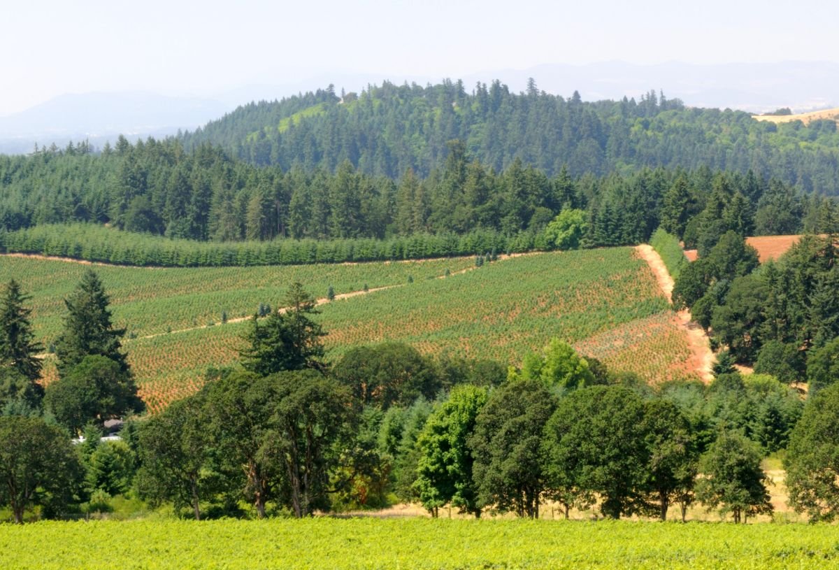 Best Wineries in Willamette Valley for Oregon Pinot Noir