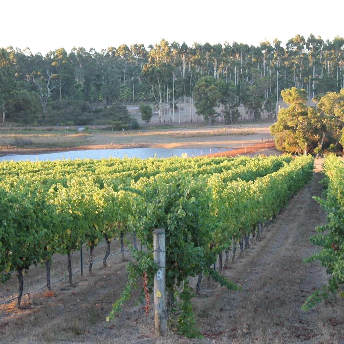 Margaret River Wine Region: Western Australia's Most Famous Wine