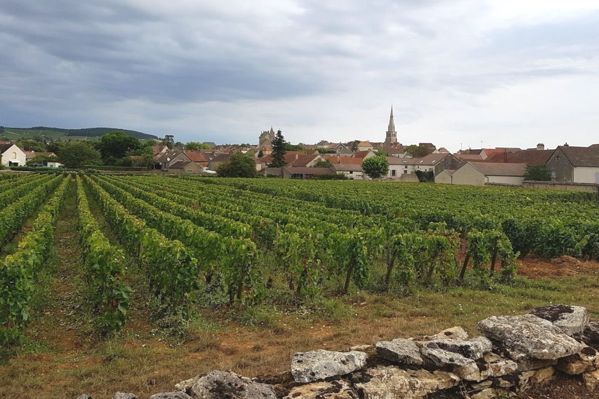 10 Top Wine Regions in France to Visit
