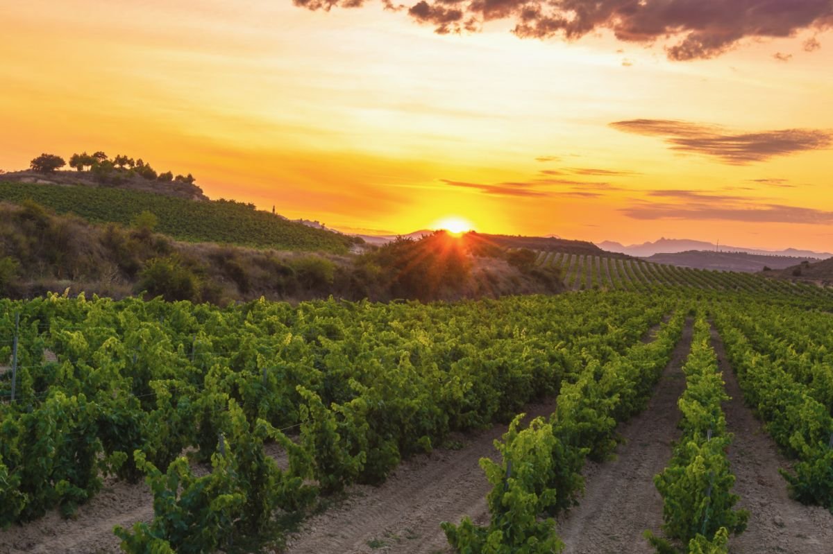 7 Top Wine Regions in Spain to Visit