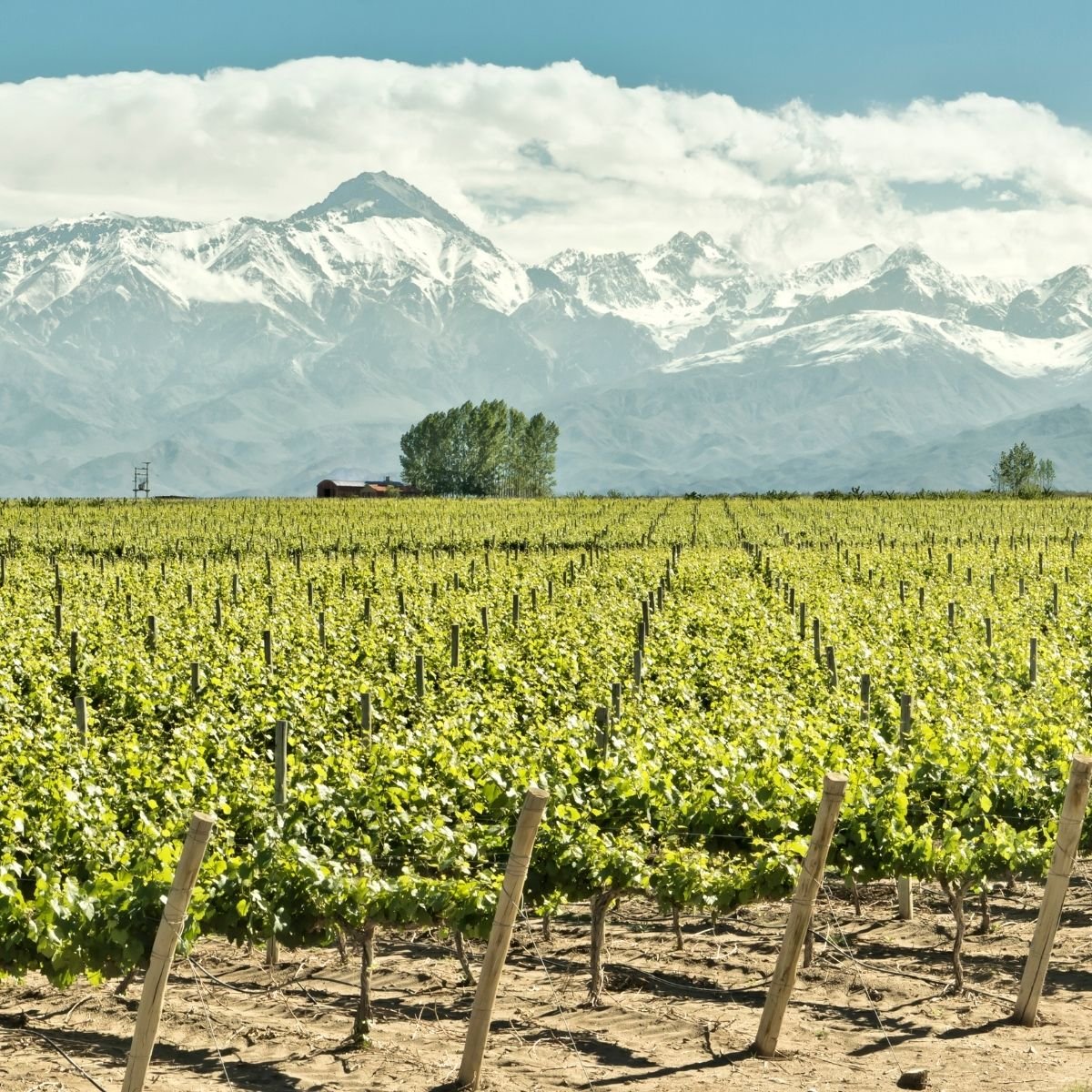 11 Must-Visit Mendoza Wineries