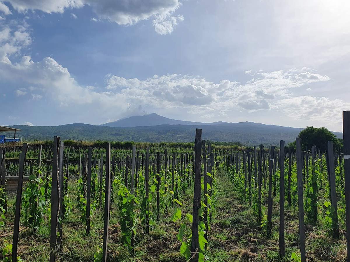 8 Great Wineries in Sicily to Visit in 2023