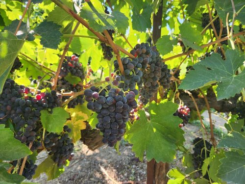 14 Top Wine Tasting Spots in Lodi, California