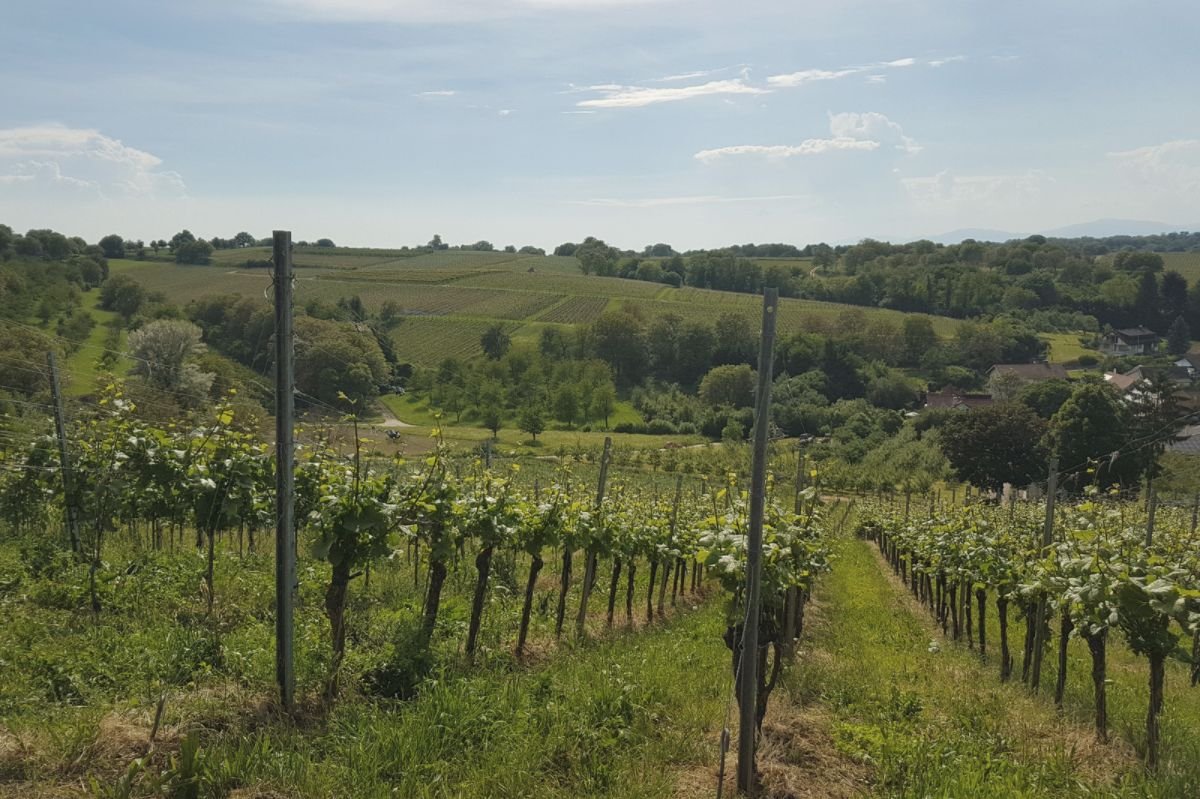 Wine Tasting in the Markgraflerland Wine Region of Germany