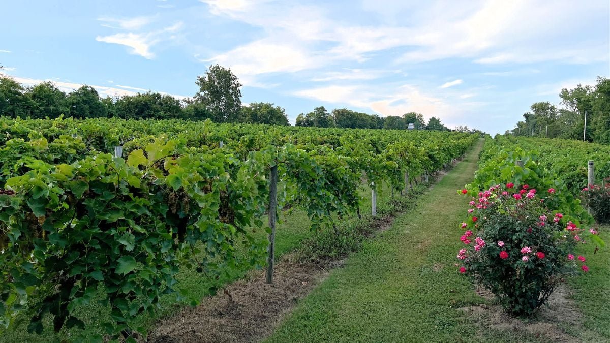 Move Over Napa, Prepare to Uncork This Perfectly Fermented Wine Region » Savoteur